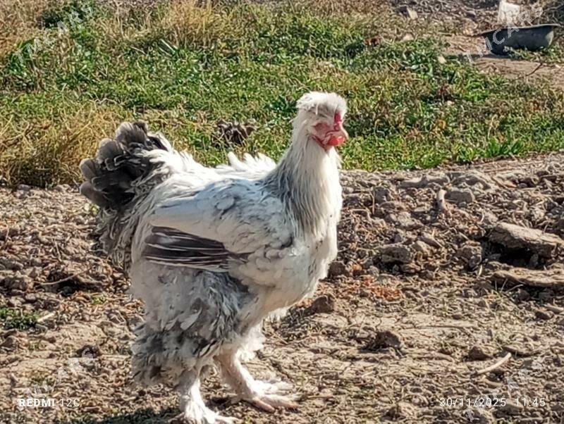 troýka towuk - Murgap - img 3