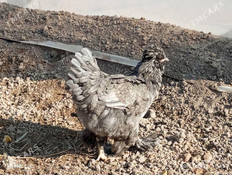 troýka towuk - Murgap - img 9