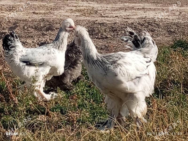 troýka towuk - Murgap - img 10