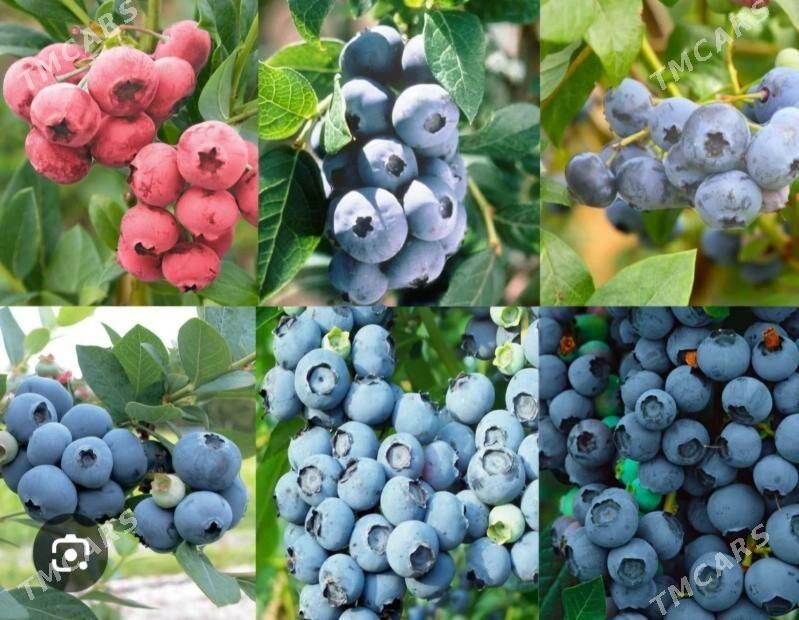 CERNIKA TURK NAHAL - Änew - img 7