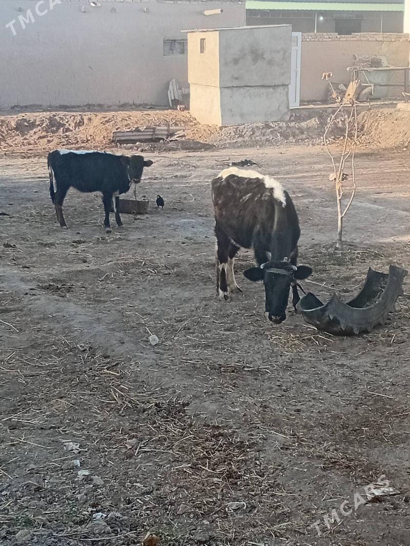 Sagym sygyr - Daşoguz - img 2