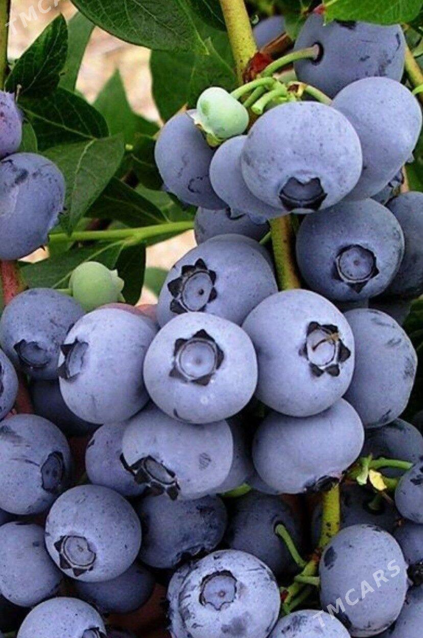 CERNIKA TURK NAHAL - Änew - img 4