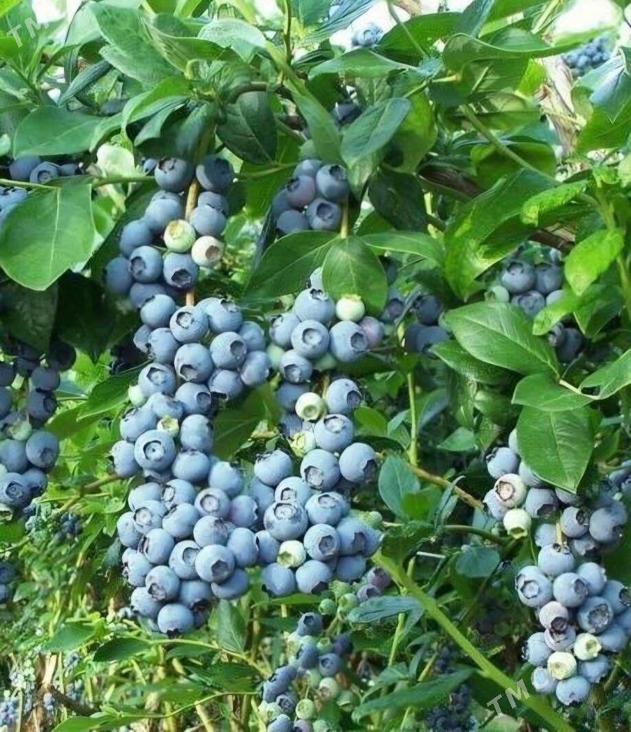 CERNIKA TURK NAHAL - Änew - img 9