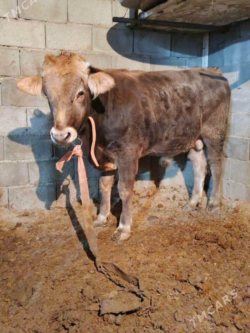 okuz - Ашхабад - img 2