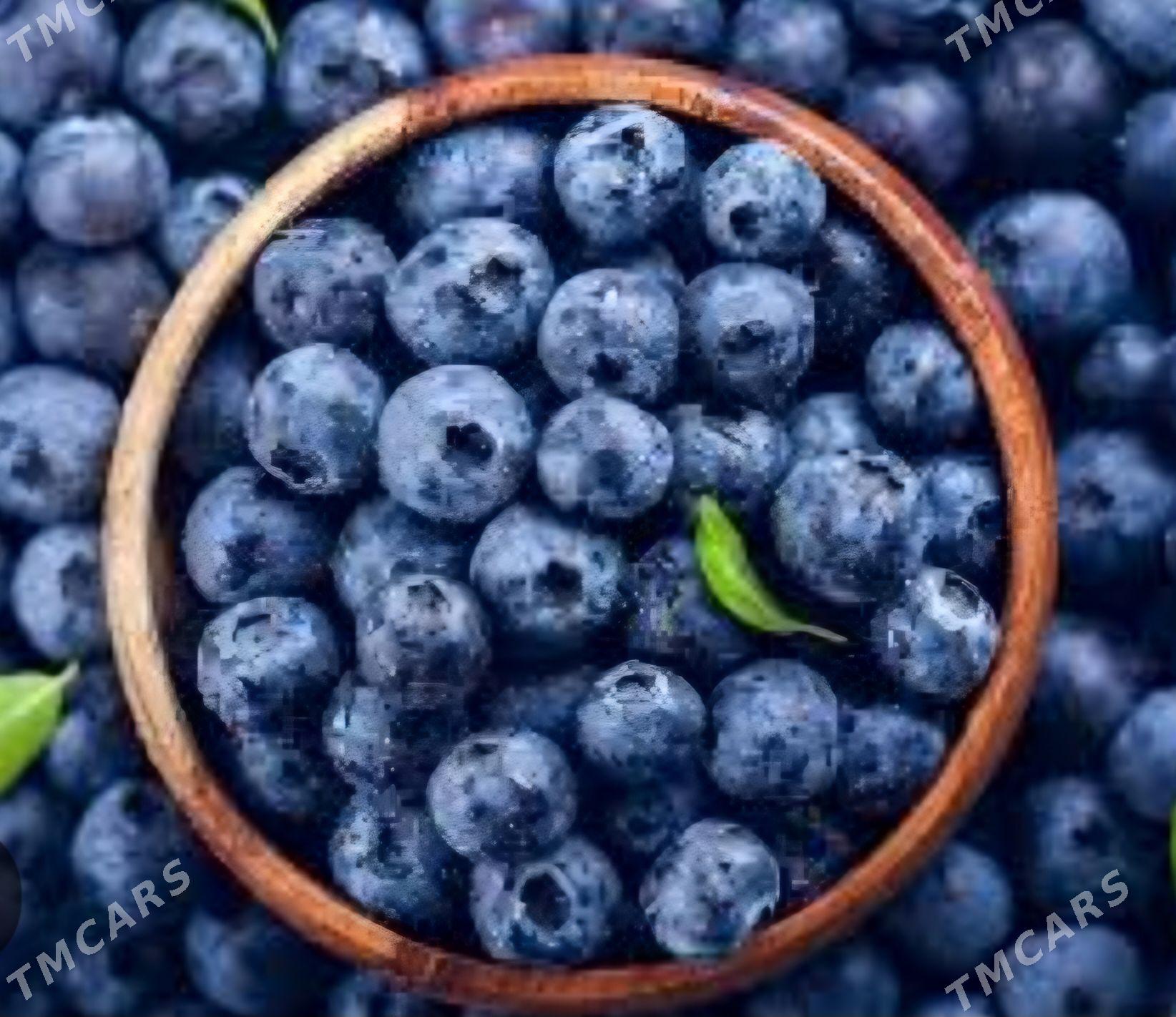 CERNIKA TURK NAHAL - Änew - img 2