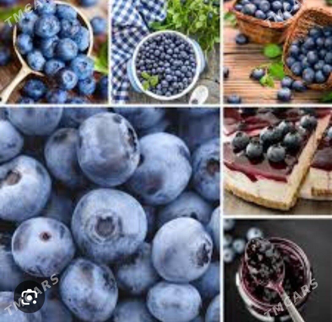 CERNIKA TURK NAHAL - Änew - img 8