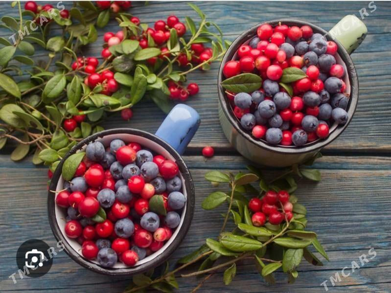 CERNIKA TURK NAHAL - Änew - img 5