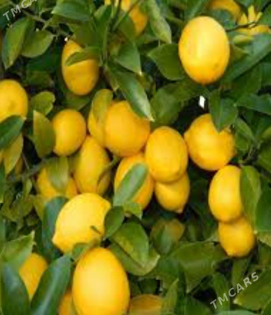 LIMON YEDIVEREN MAYER TURK NAH - Änew - img 6