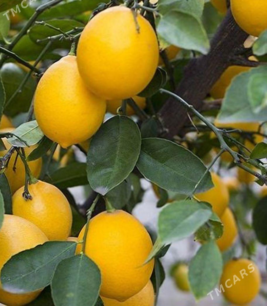 LIMON YEDIVEREN MAYER TURK NAH - Änew - img 4