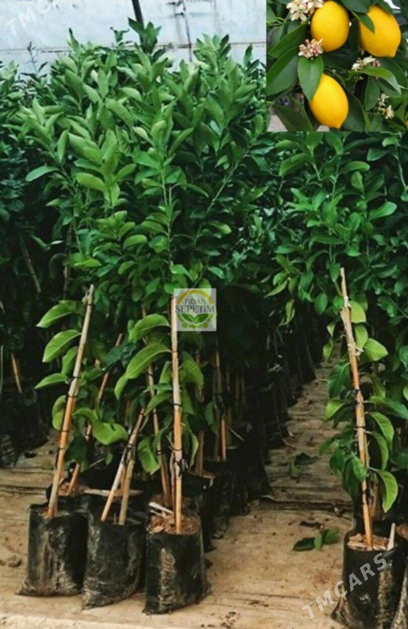 LIMON YEDIVEREN MAYER TURK NAH - Änew - img 8