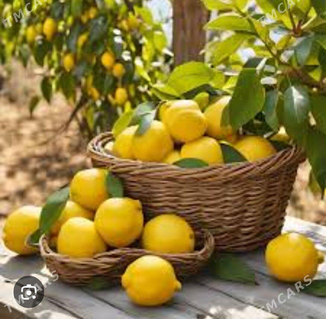 LIMON YEDIVEREN MAYER TURK NAH - Änew - img 5