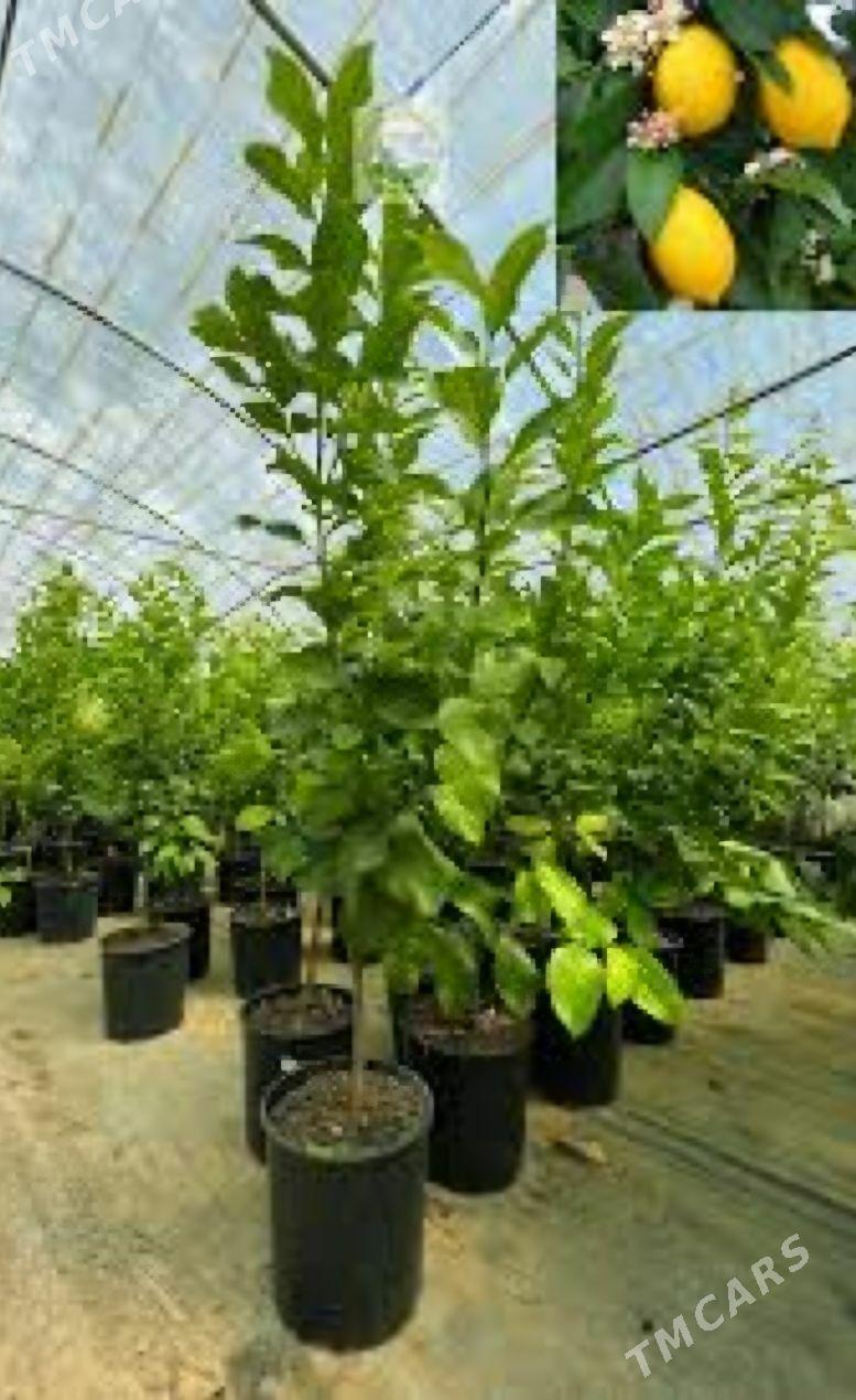 LIMON YEDIVEREN MAYER TURK NAH - Änew - img 9