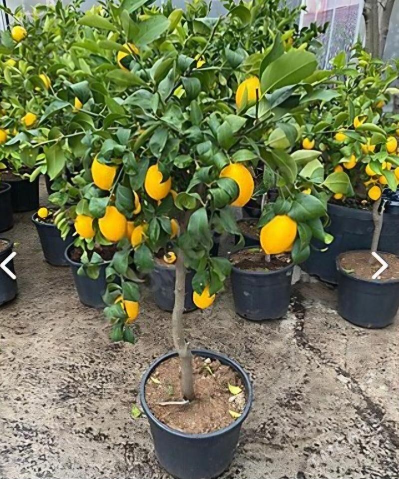 LIMON YEDIVEREN MAYER TURK NAH - Änew - img 2