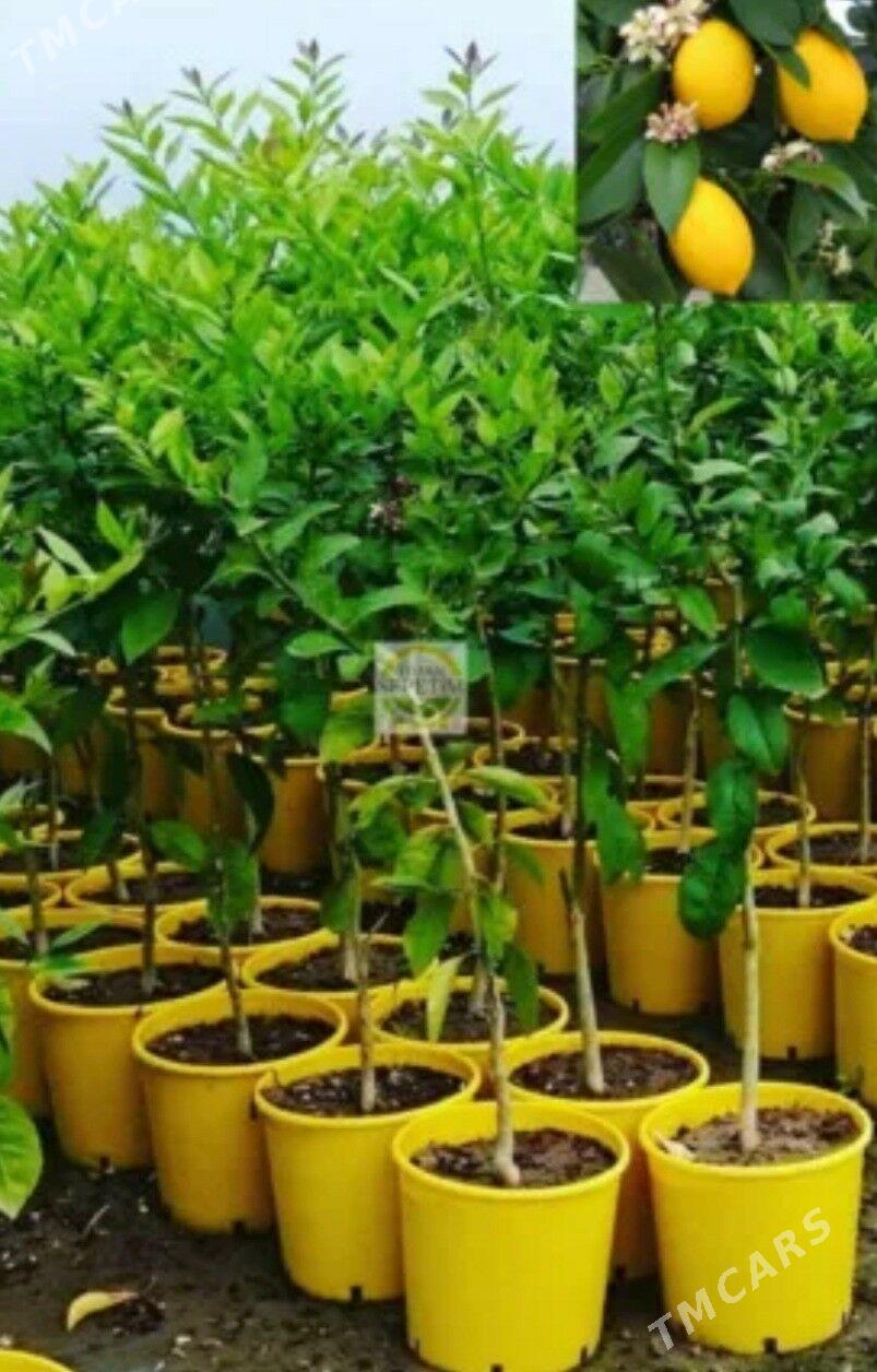 LIMON YEDIVEREN MAYER TURK NAH - Änew - img 7