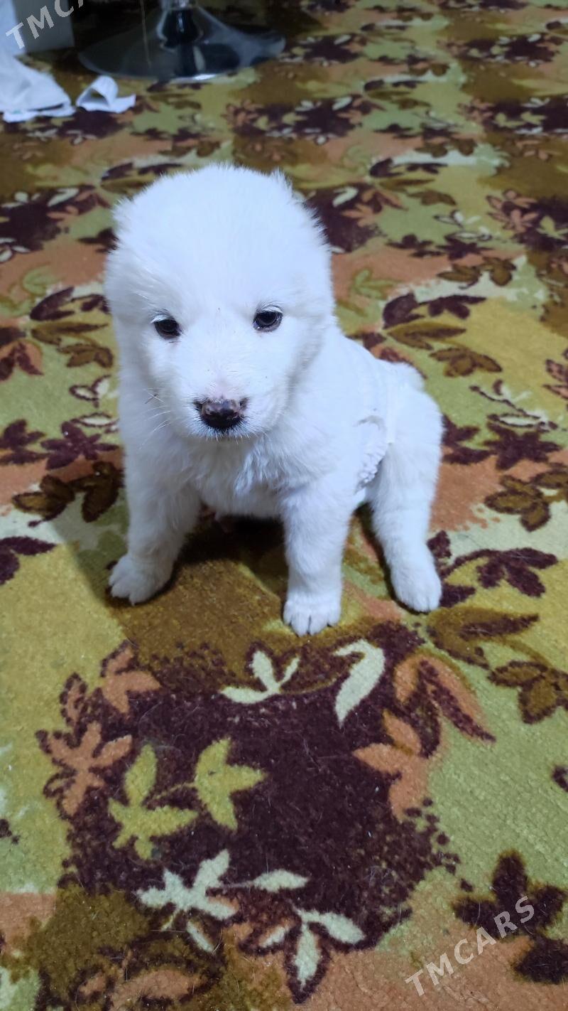 щенок девочка - 8 мкр - img 2