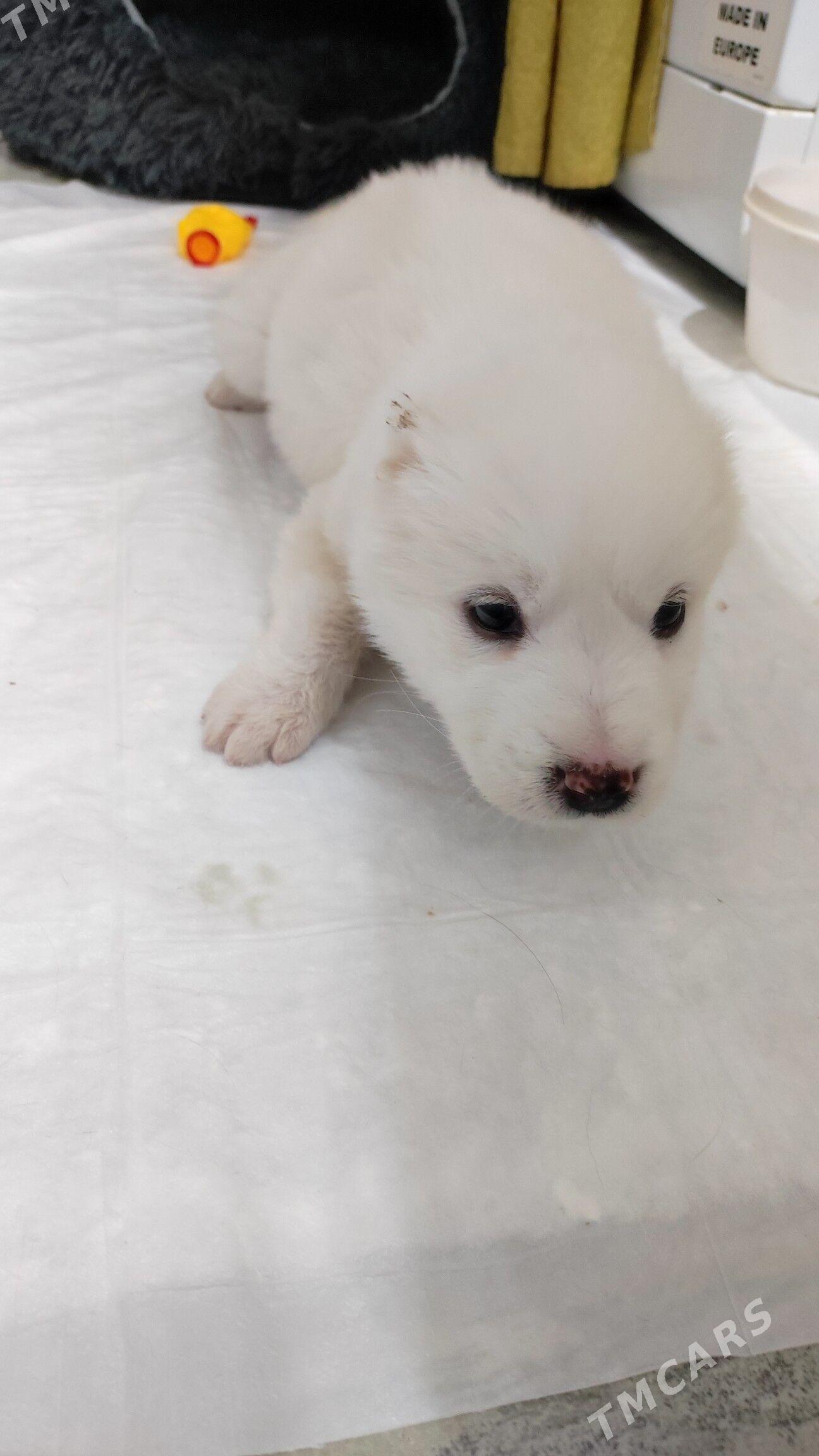 щенок девочка - 8 мкр - img 3