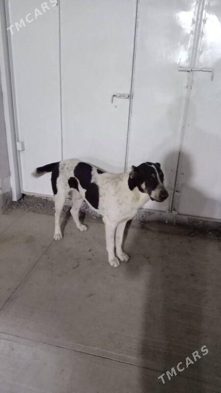 Alabay it gujik - Ашхабад - img 2