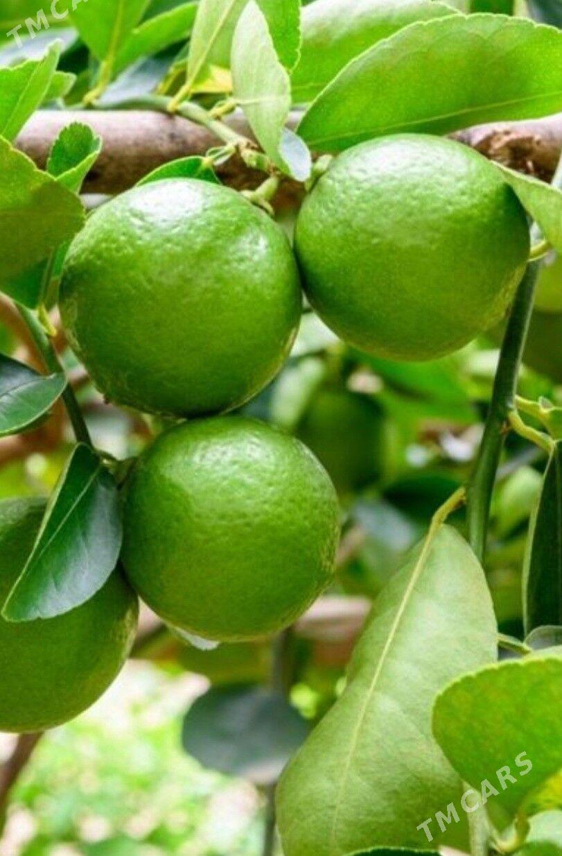 LIME YASYL LIMON TURK NAHAL - Änew - img 7