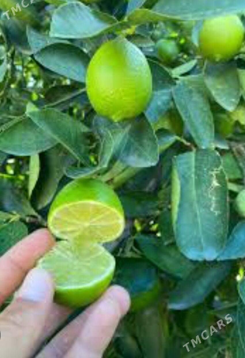 LIME YASYL LIMON TURK NAHAL - Änew - img 4