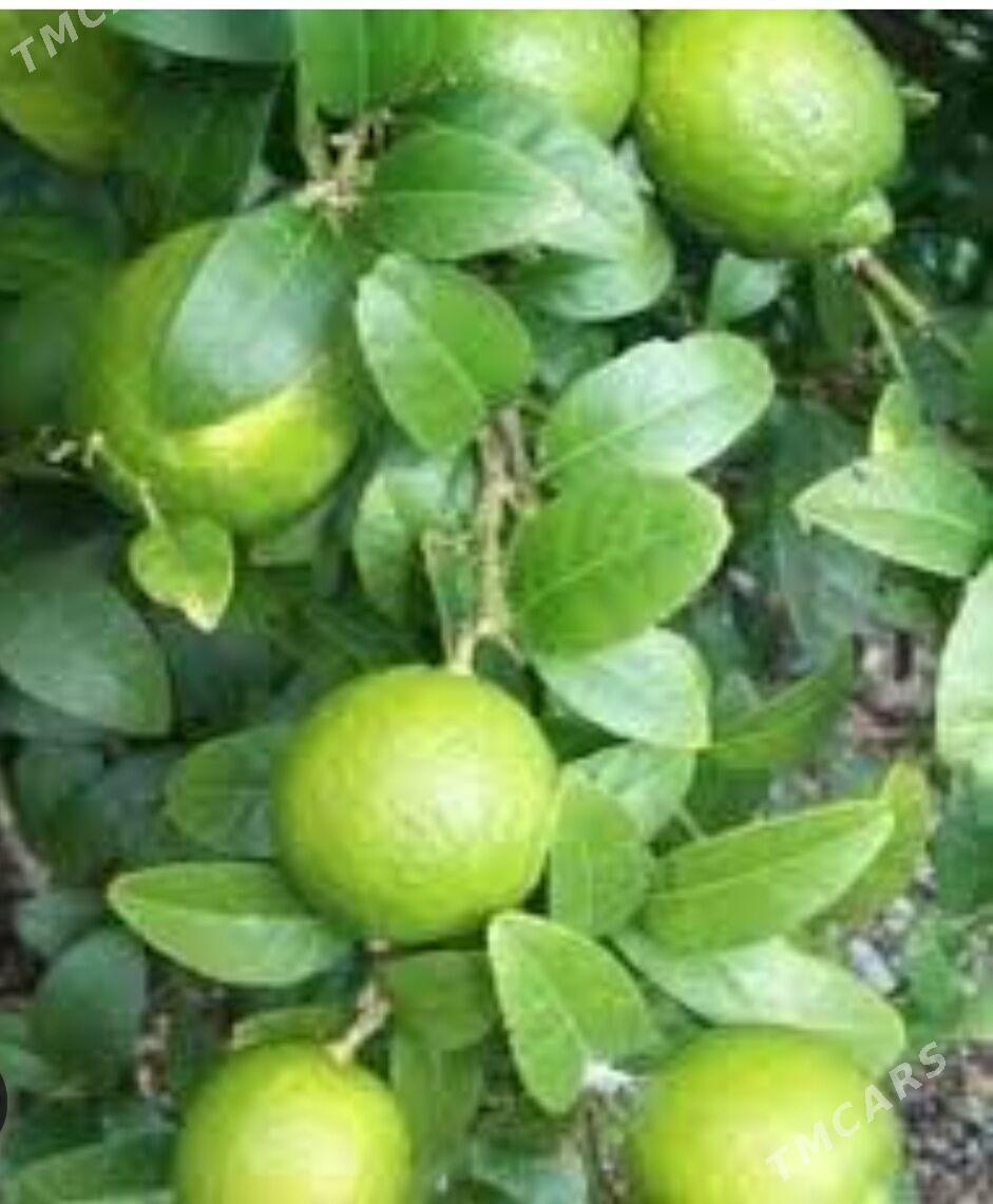 LIME YASYL LIMON TURK NAHAL - Änew - img 5