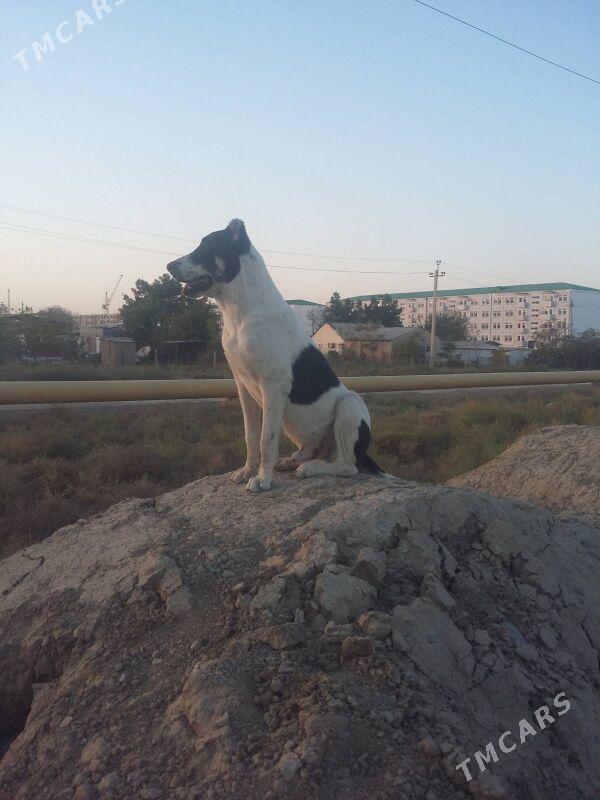 Alabay it gujik - Ашхабад - img 4