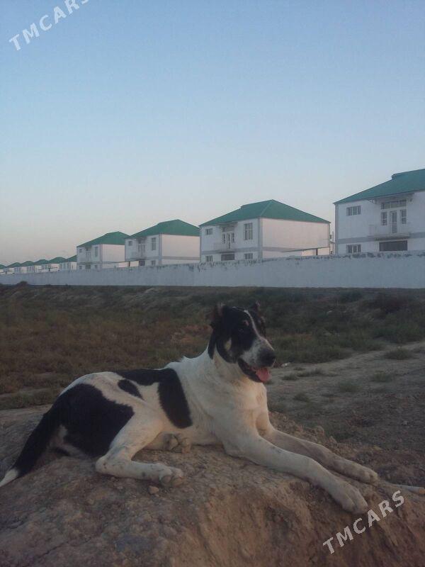 Alabay it gujik - Ашхабад - img 3