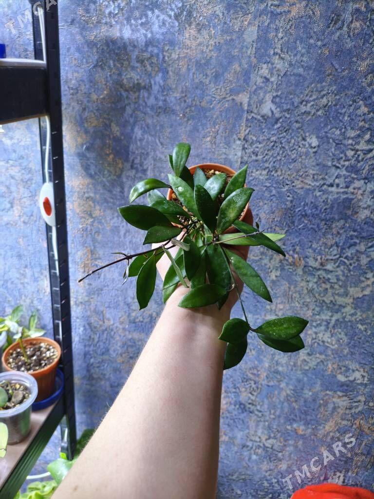 домашние цветы - Мир 7 - img 4