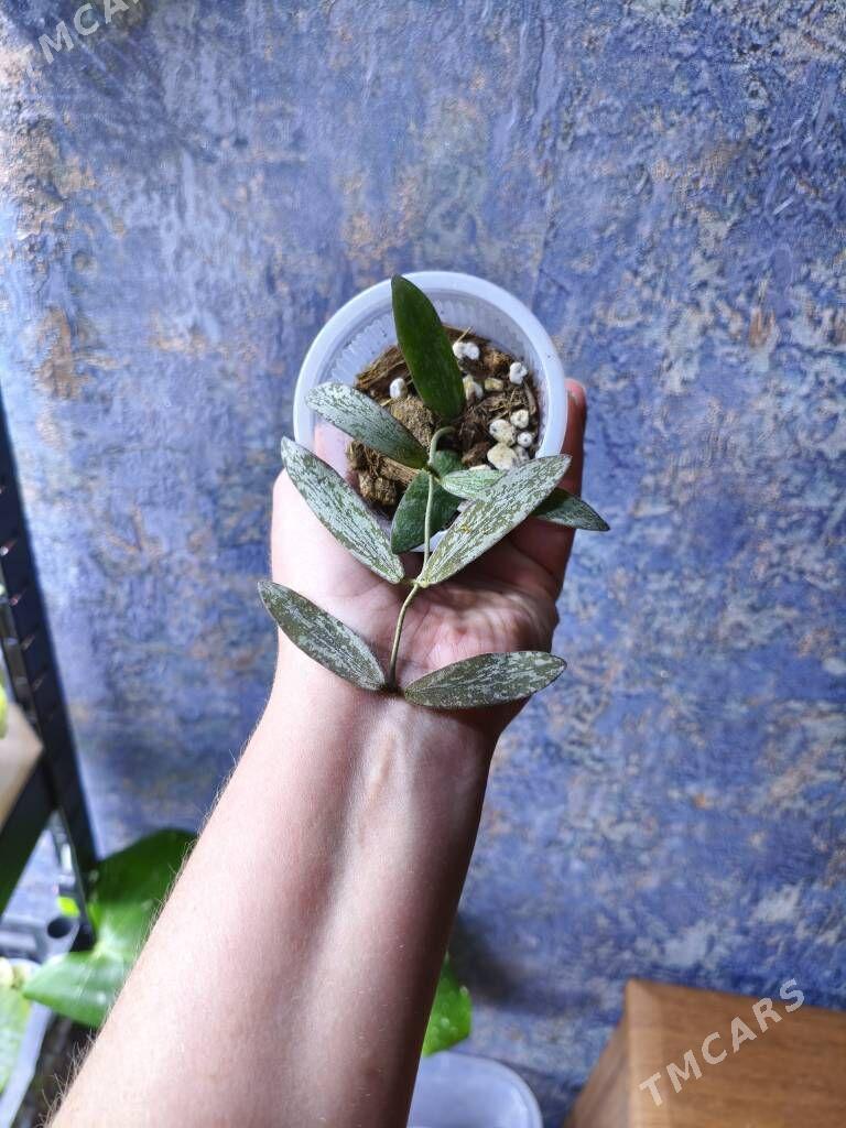 домашние цветы - Мир 7 - img 5