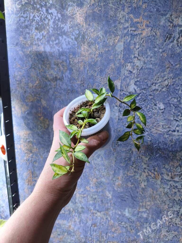 домашние цветы - Мир 7 - img 7