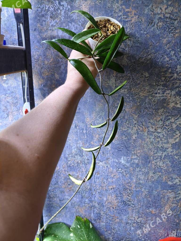 домашние цветы - Мир 7 - img 3