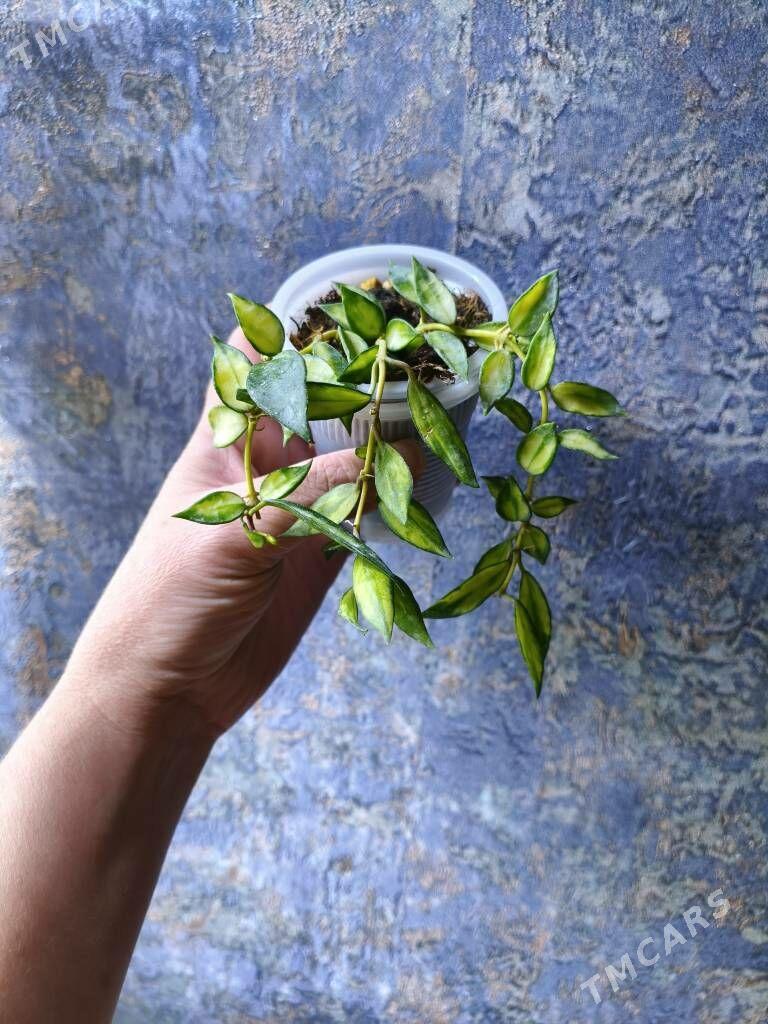 домашние цветы - Мир 7 - img 6