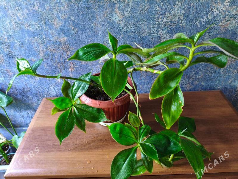 домашние цветы - Мир 7 - img 2