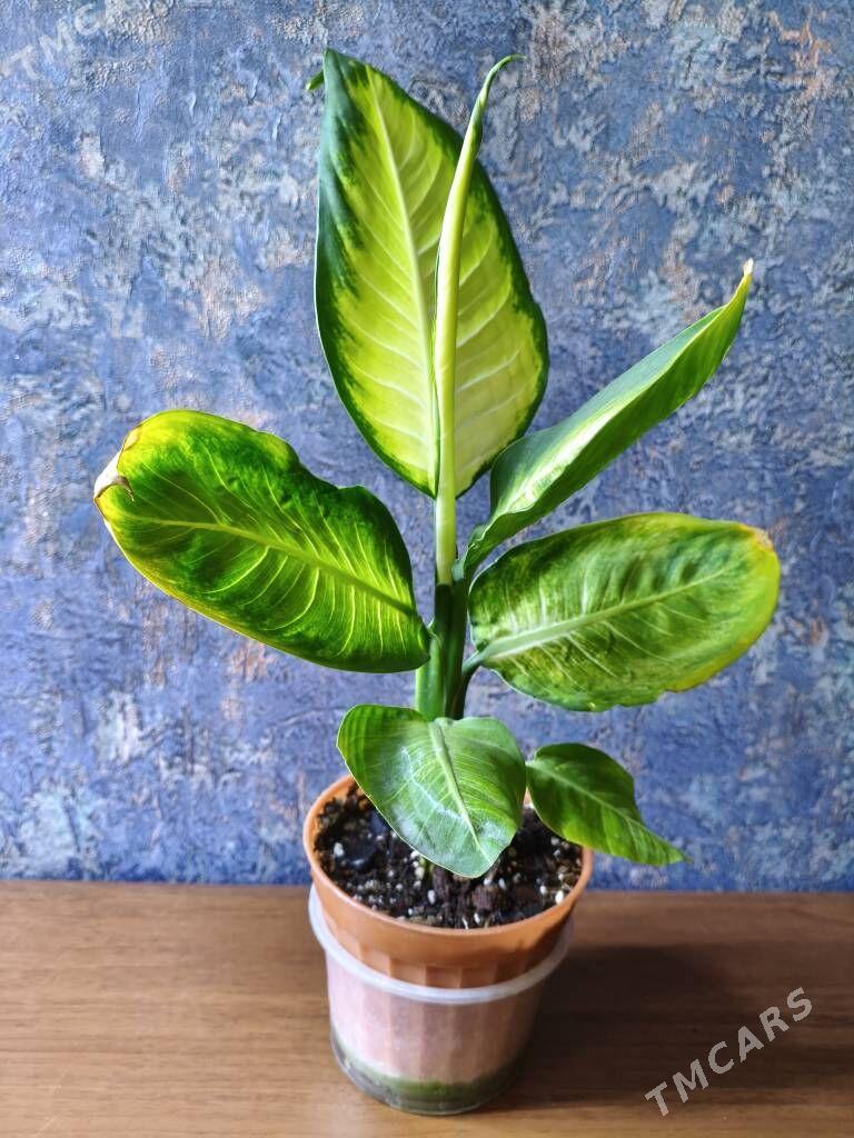 домашние цветы - Мир 7 - img 1