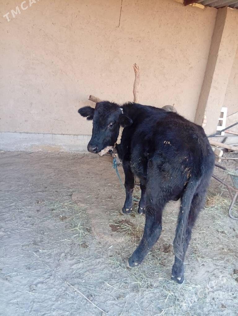 ökiz - Сакарчага - img 2