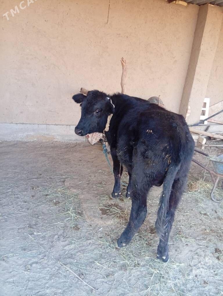 ökiz - Сакарчага - img 5