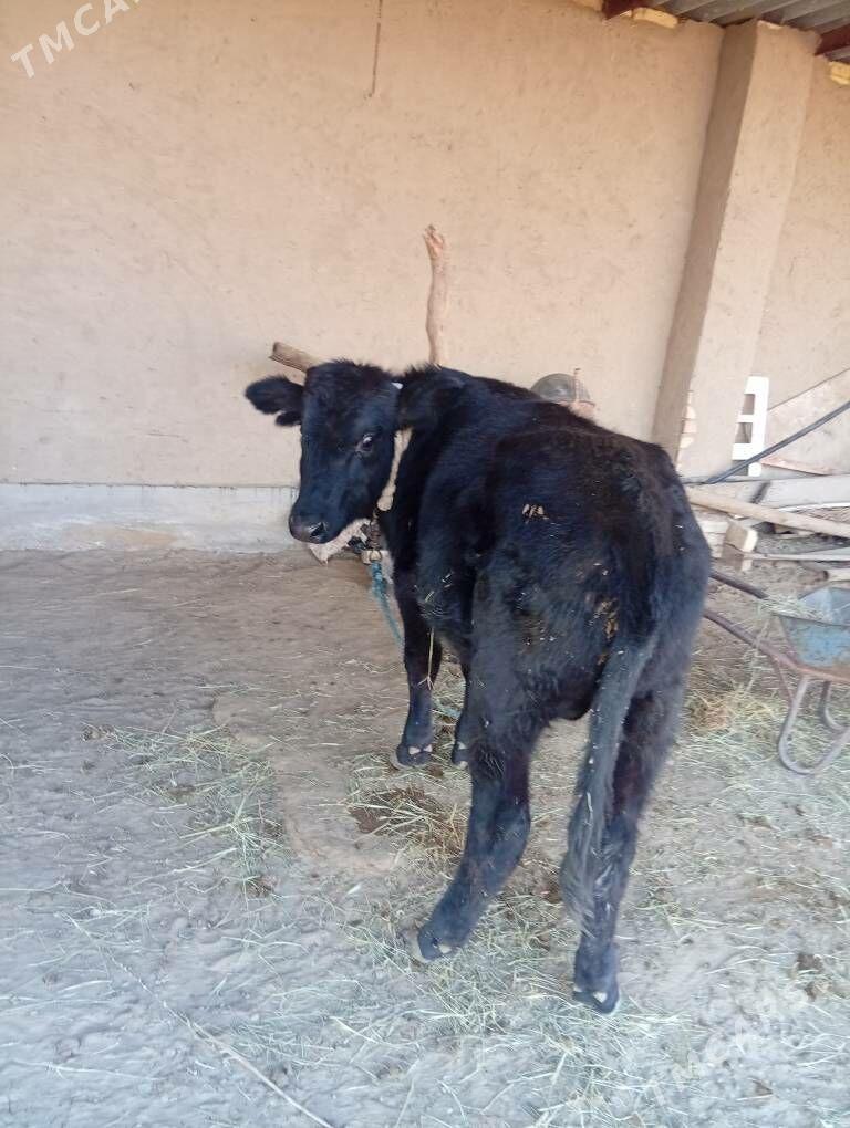 ökiz - Сакарчага - img 3