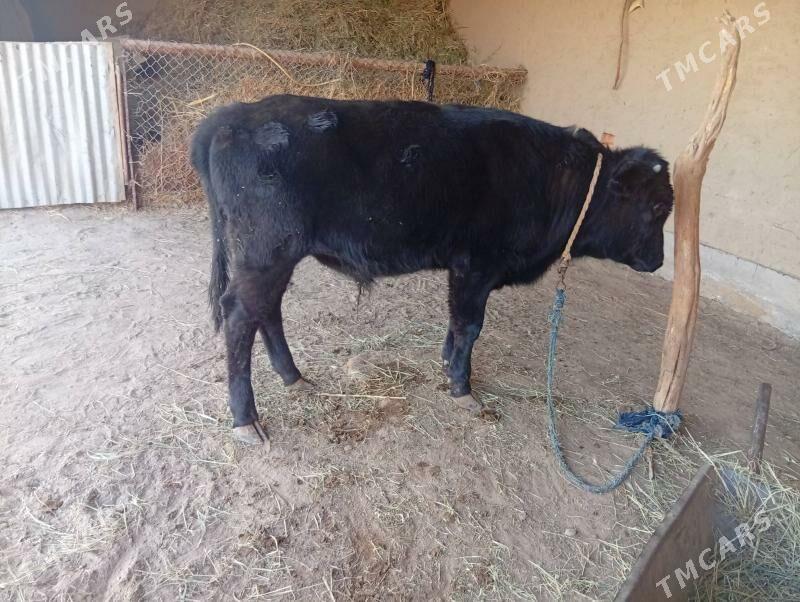 ökiz - Сакарчага - img 4