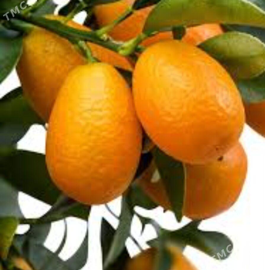 KAMKUAT TURK NAHAL - Änew - img 2