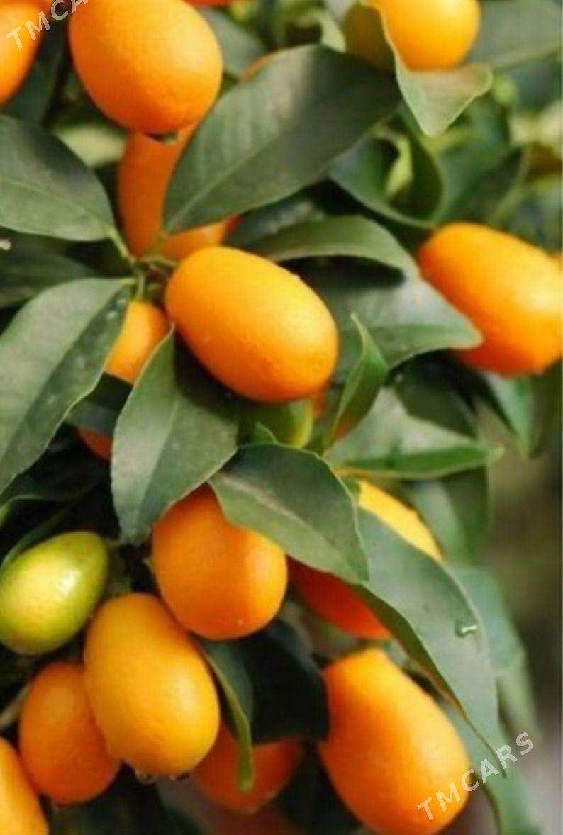 KAMKUAT TURK NAHAL - Änew - img 3