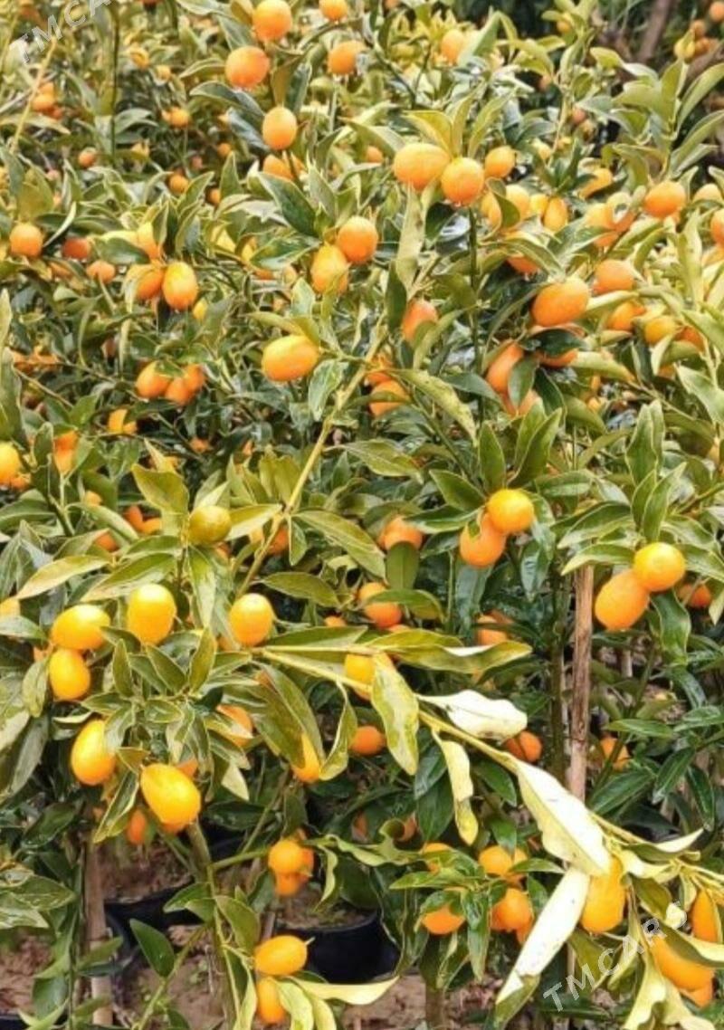 KAMKUAT TURK NAHAL - Änew - img 5