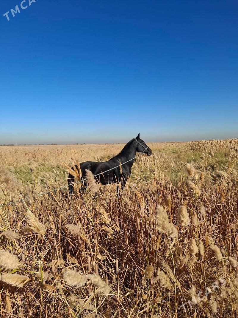 At - Гёкдепе - img 1