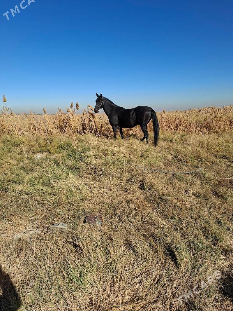 At - Гёкдепе - img 2