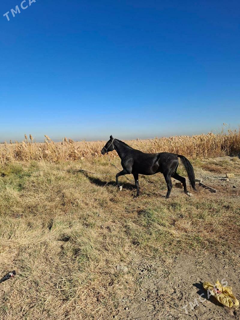 At - Гёкдепе - img 3