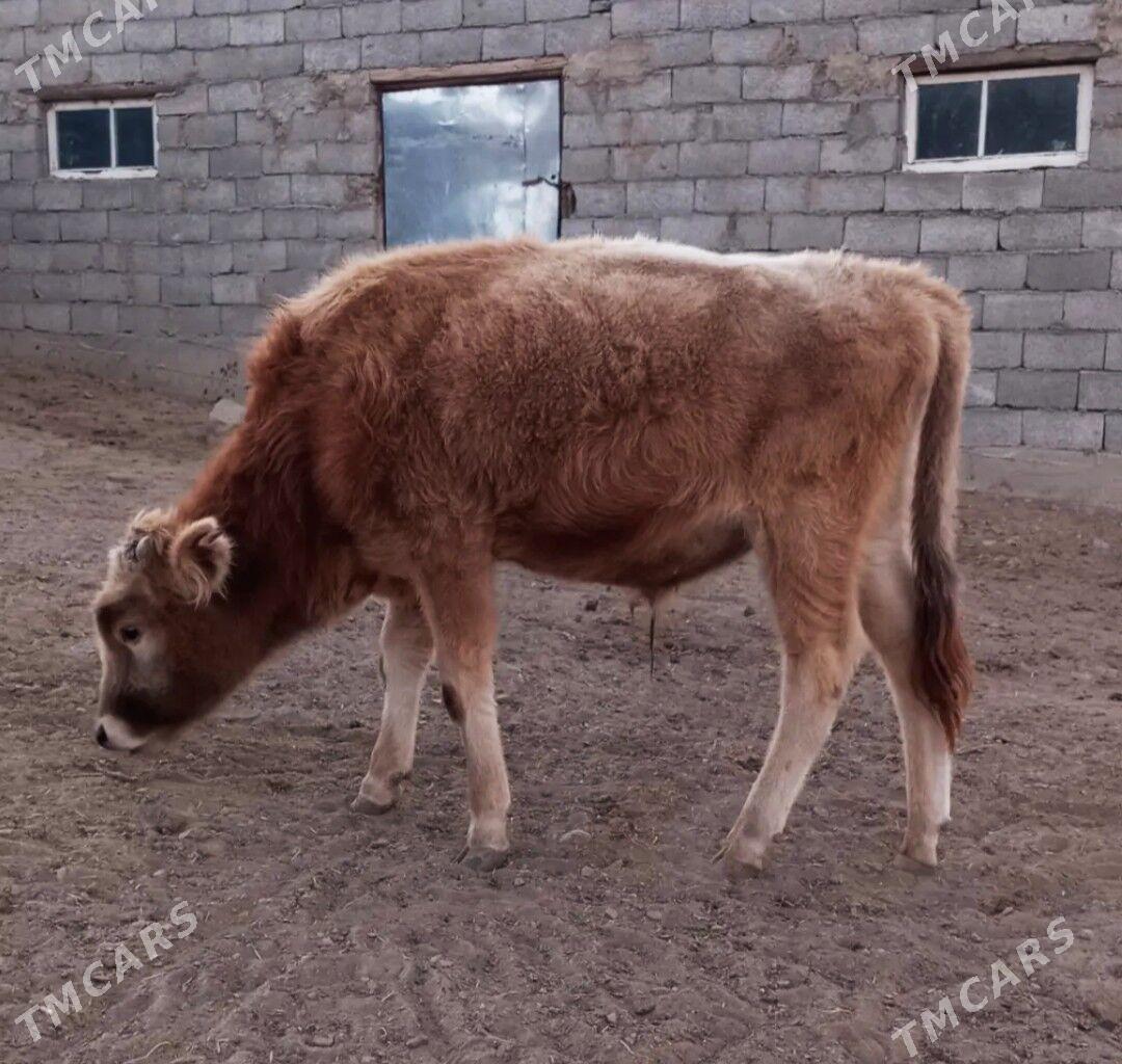 okuzce - Бахарден - img 2