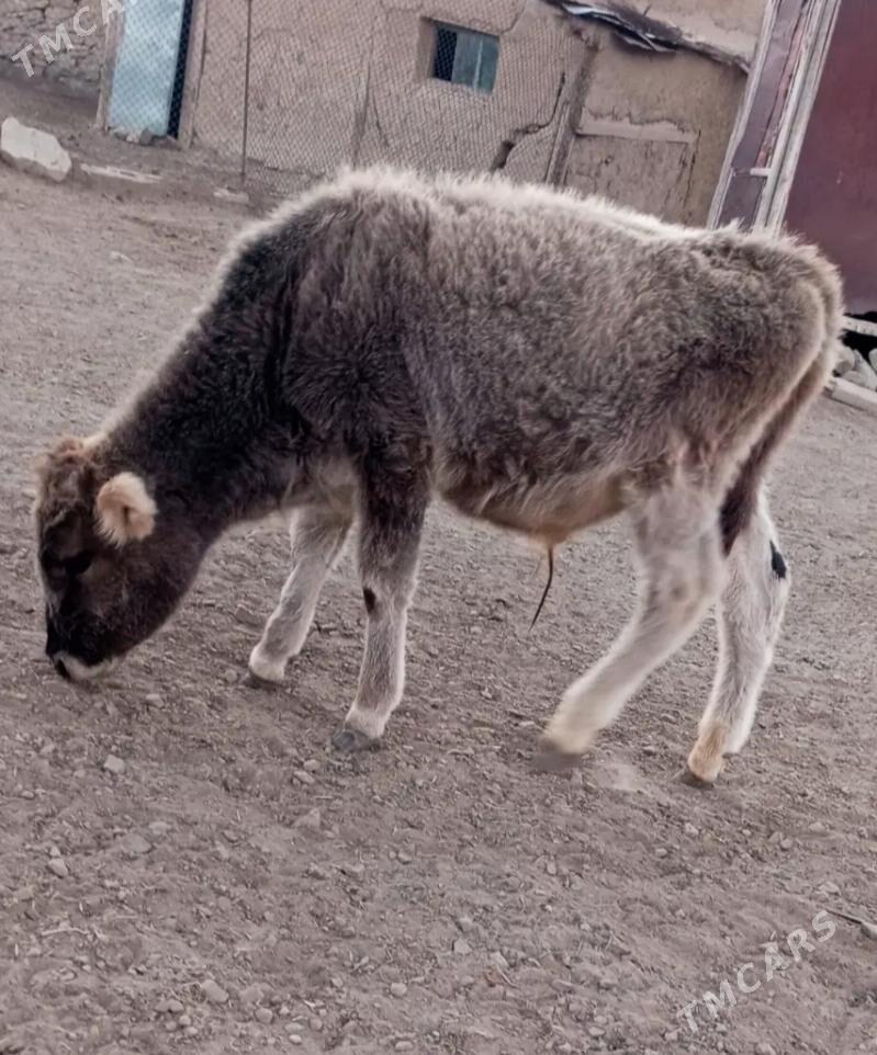 okuzce - Бахарден - img 3