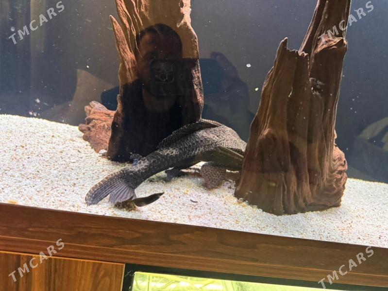 астронотусы большие - Ашхабад - img 3