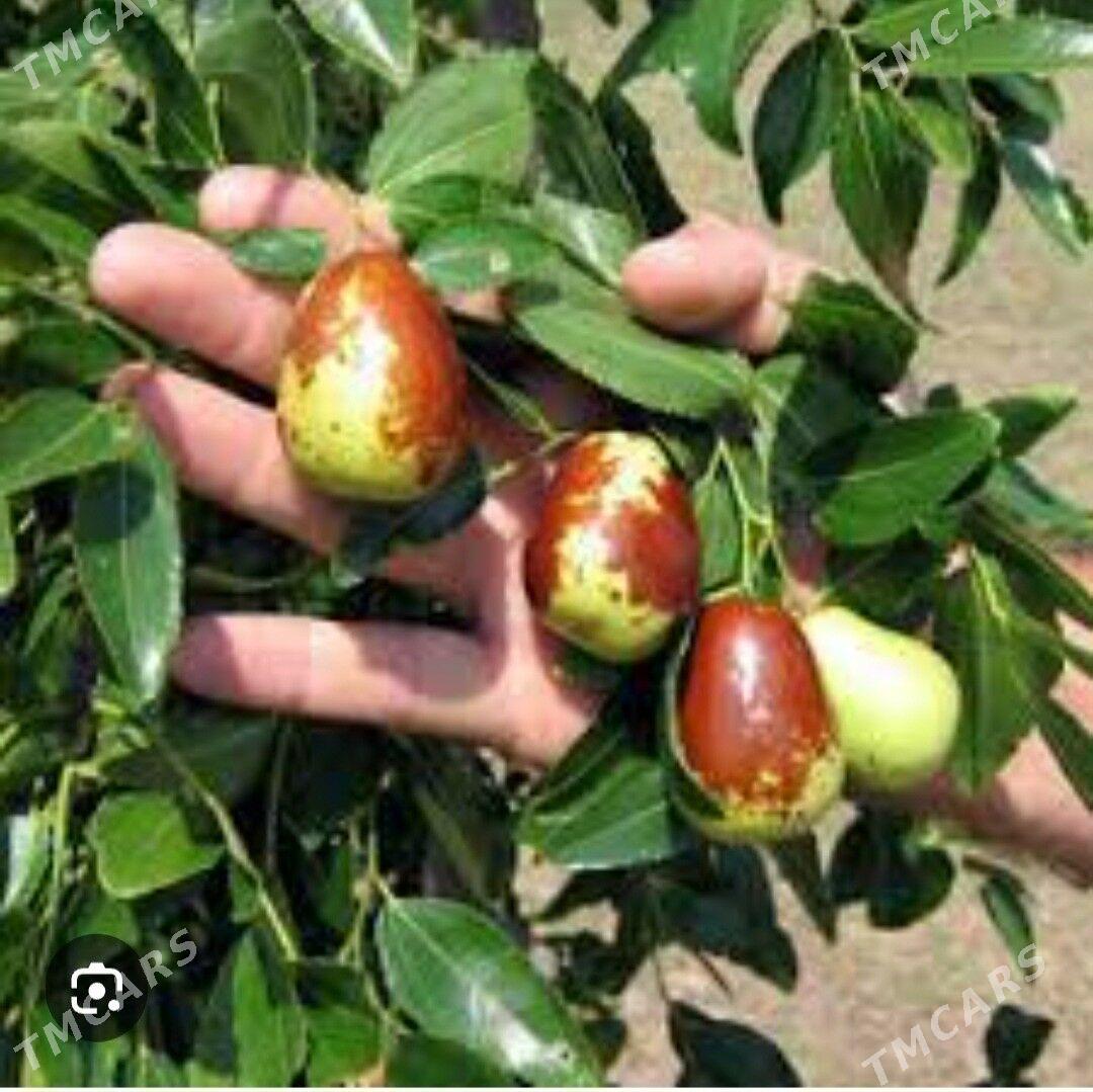 ARNAP HUNNAP TURK NAHAL - Änew - img 9