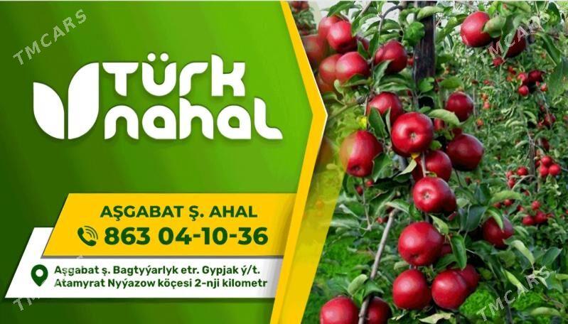 ARNAP HUNNAP TURK NAHAL - Änew - img 10