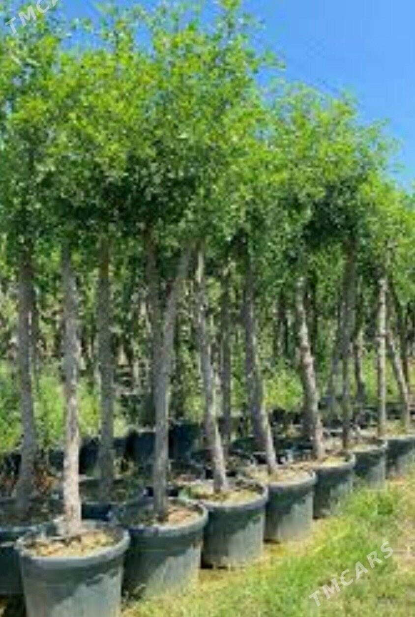 ARNAP HUNNAP TURK NAHAL - Änew - img 3