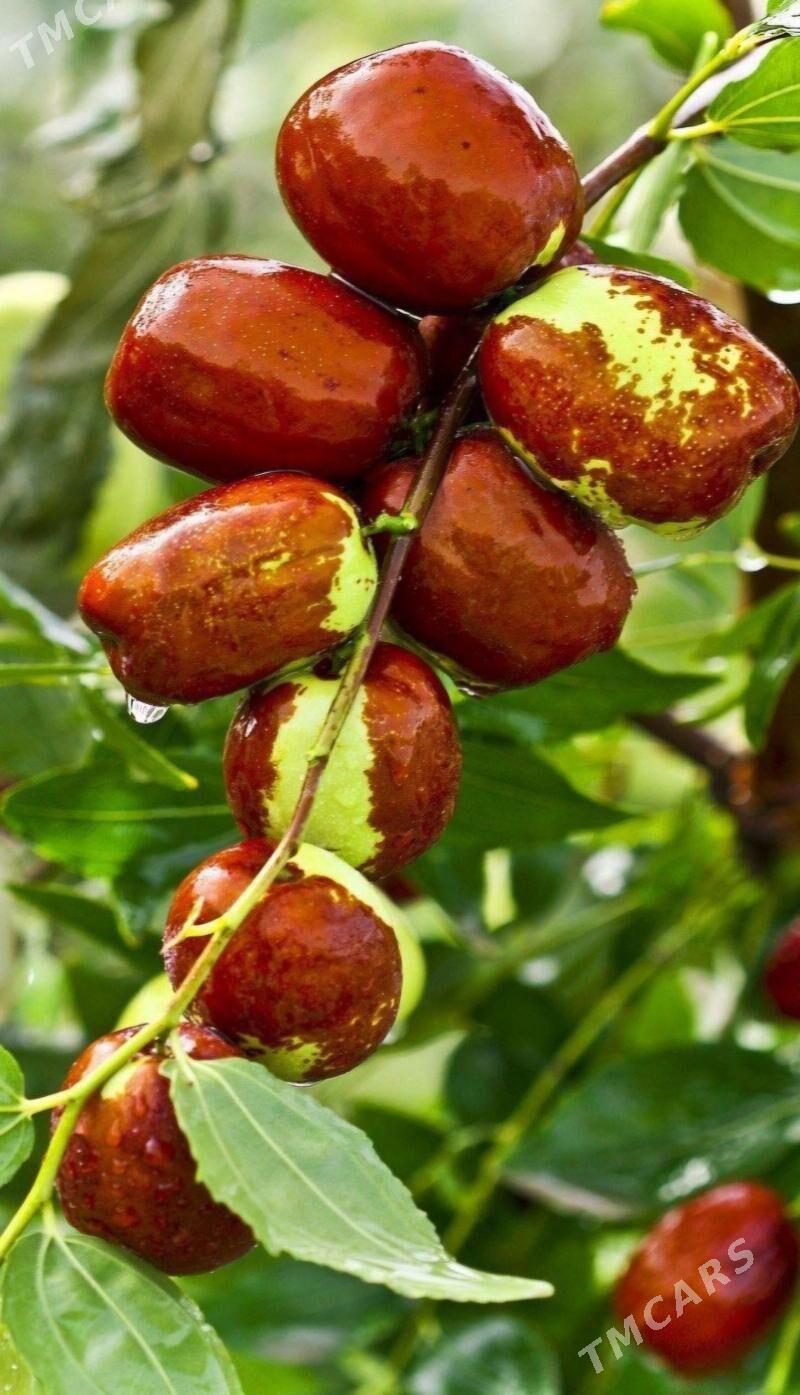 ARNAP HUNNAP TURK NAHAL - Änew - img 6